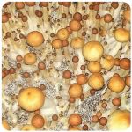 Псилоцибиновые (галлюциногенные)  грибы Psilocybin "Golden Teacher" в Ковдоре