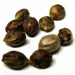 Семена марихуаны АК-47  (Seeds AK-47) в Ковдоре